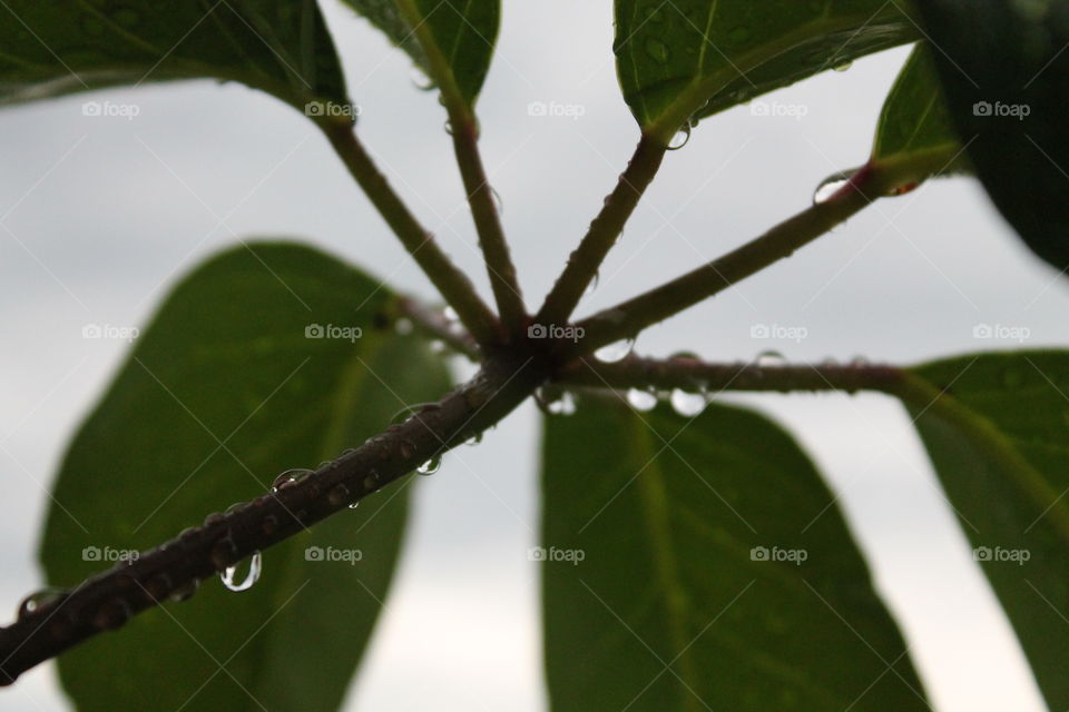 Water drops on a tree leaves