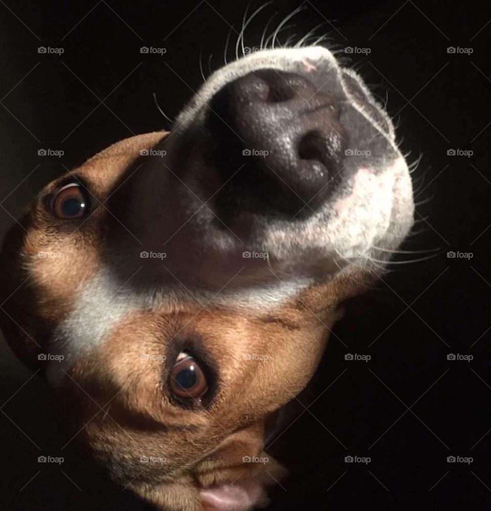 Faithful pet dog looking up from the dark with the light of a lamp shining on his face illuminating his adoring expression 