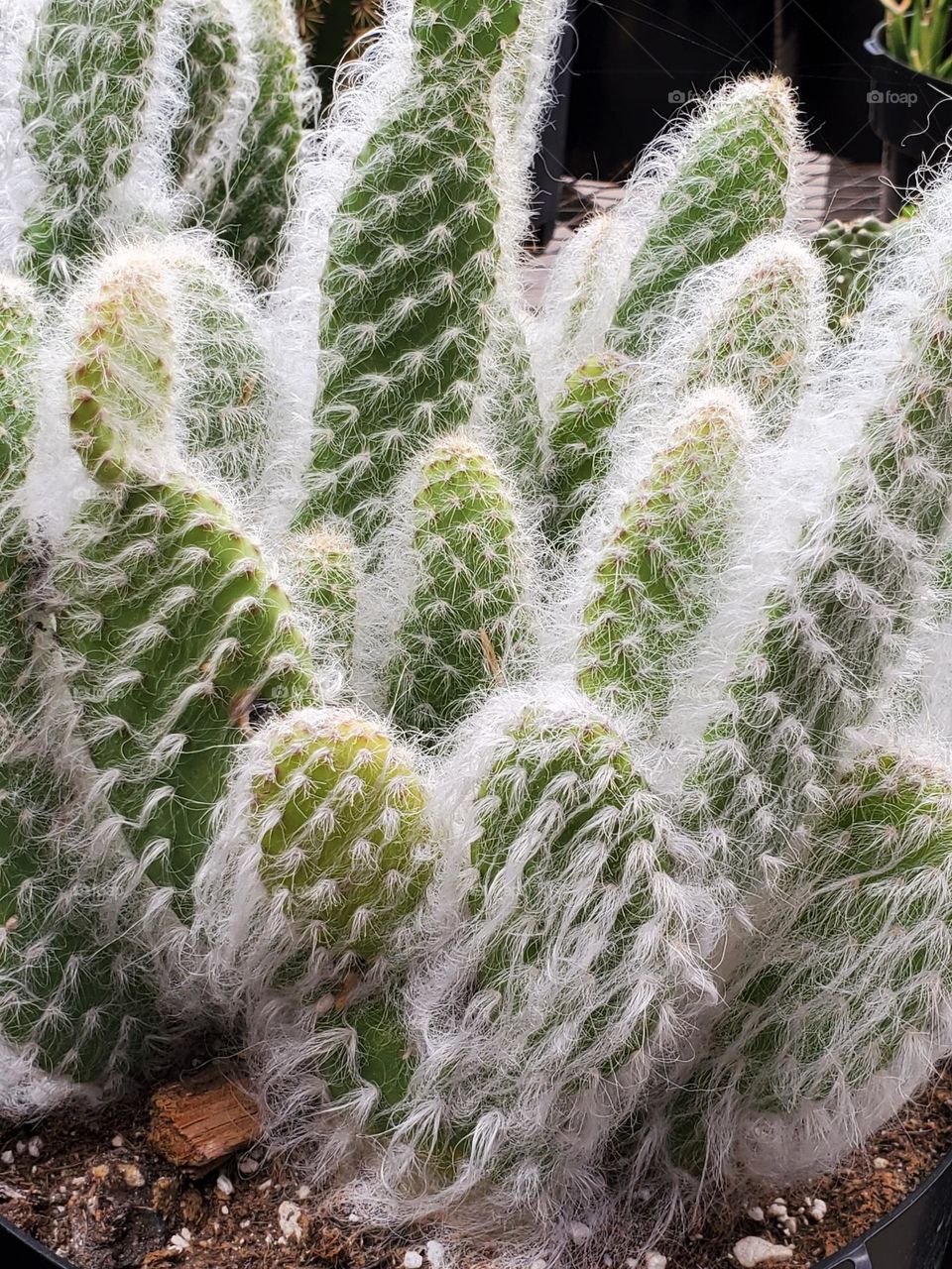Cacti with Whispy Needles