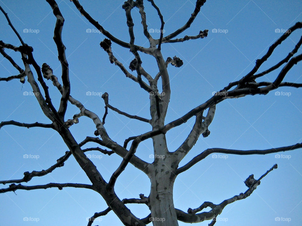 sky sweden tree lund by jonesaceae