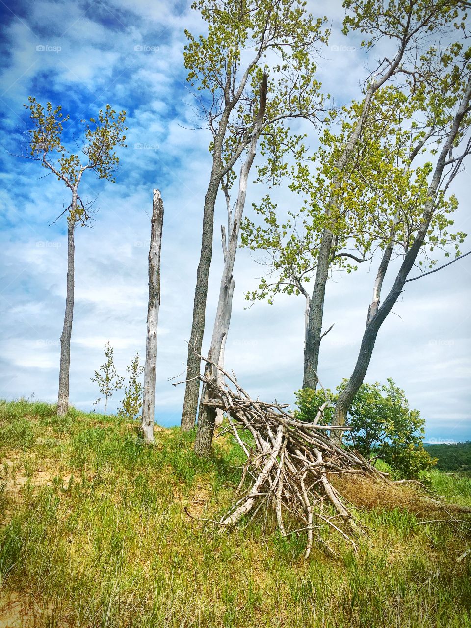 Trees against sky, Sleeping Bear Dunes