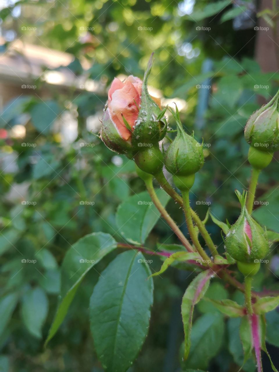 rose with aphids