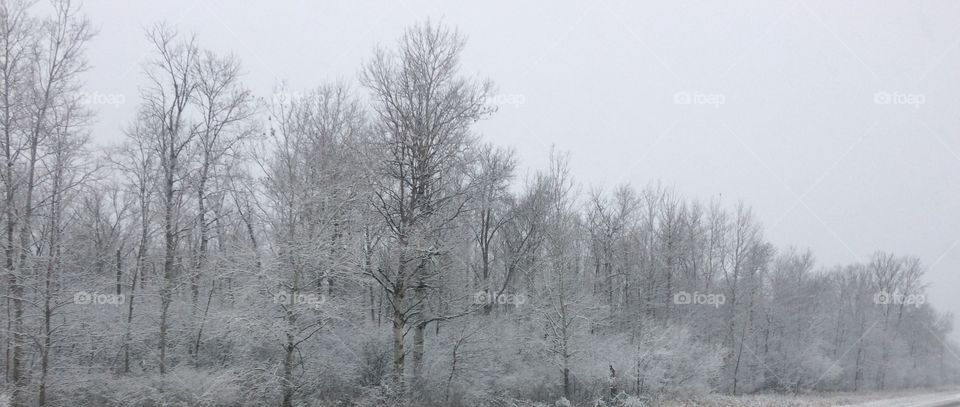 Snow Covered trees