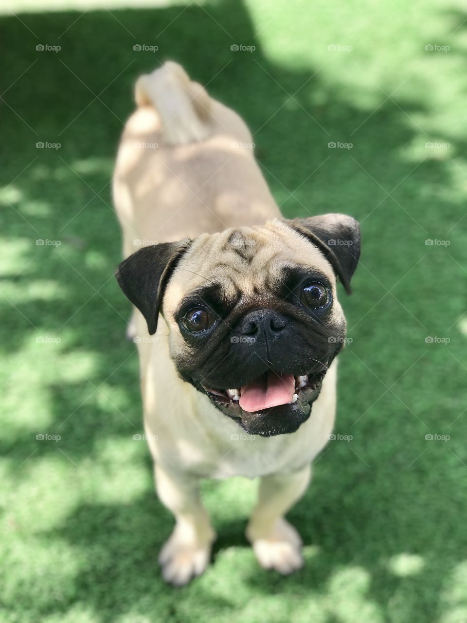 Pug