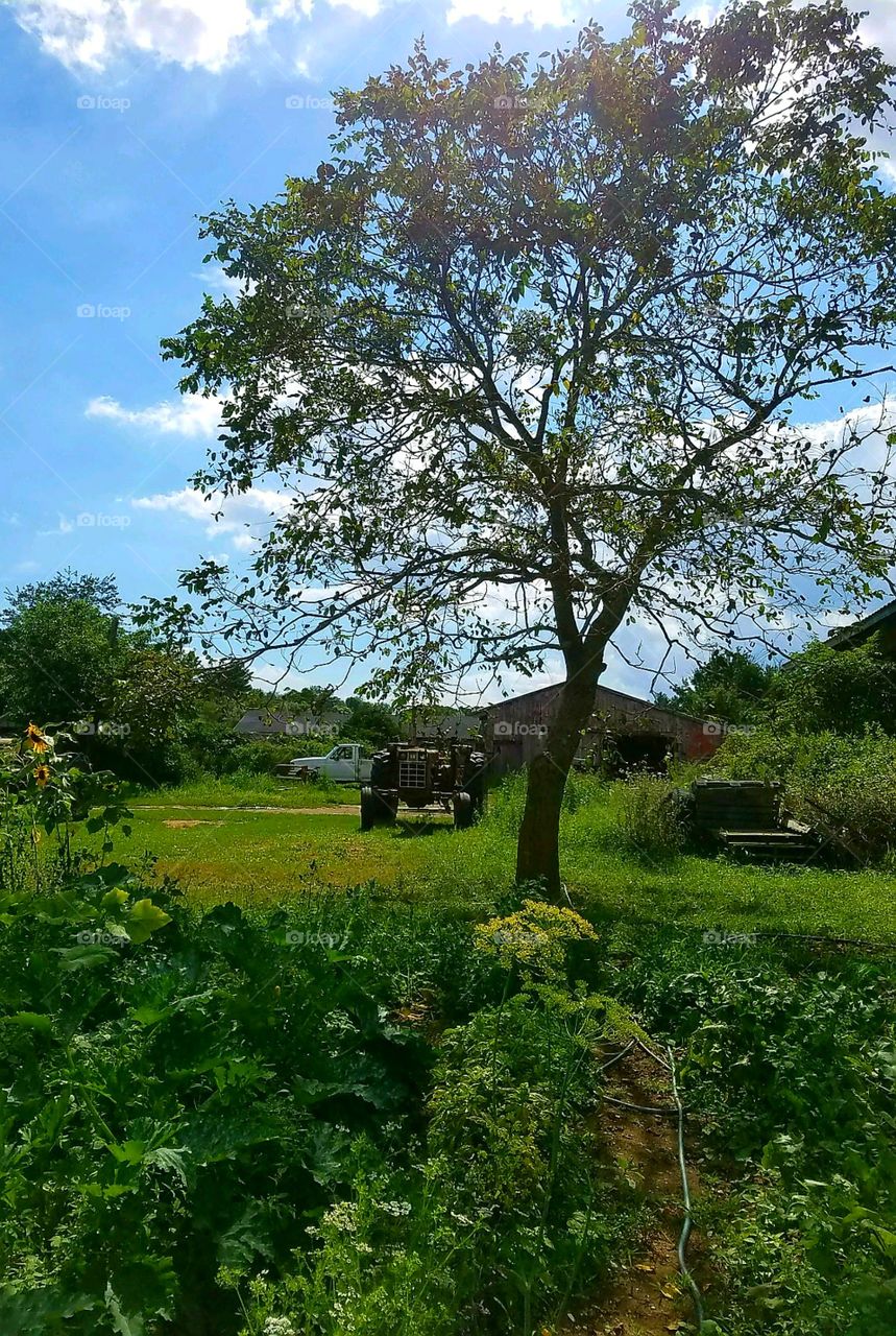 Farm view, equipment, wildflowers, tree & blue sky.