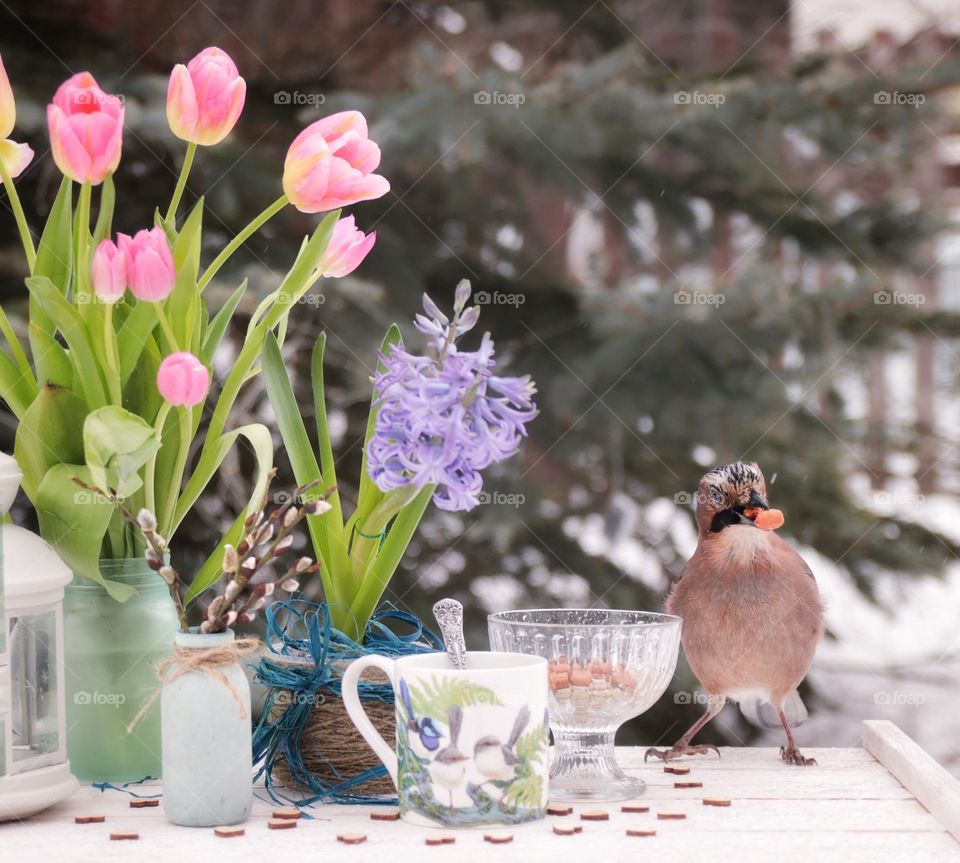 Jay bird in still life with flowers