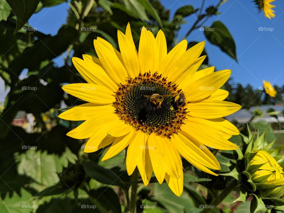 Bee collecting pollen