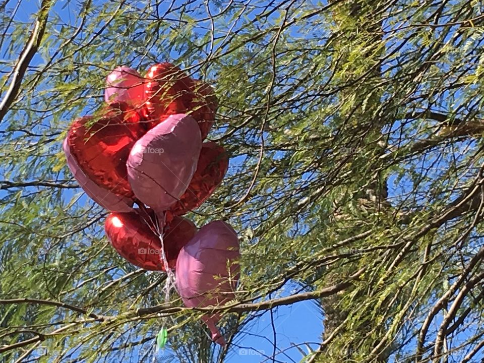 Heart balloons caught in a tree.