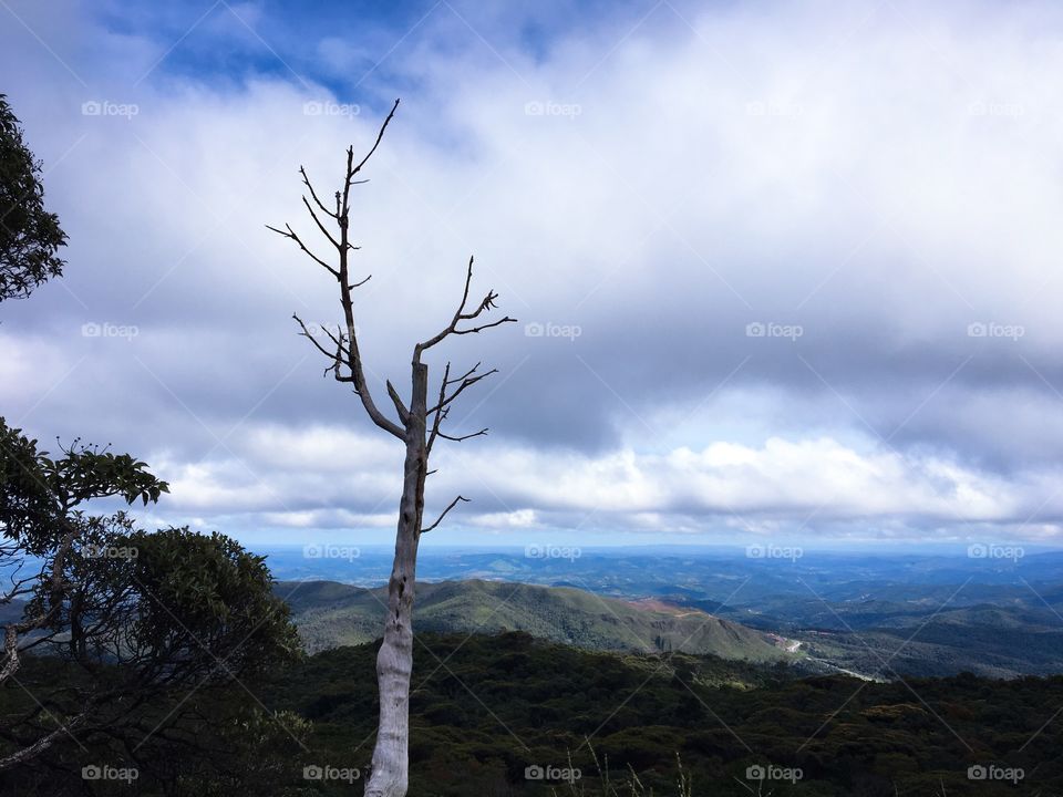 View of bare tree and mountain