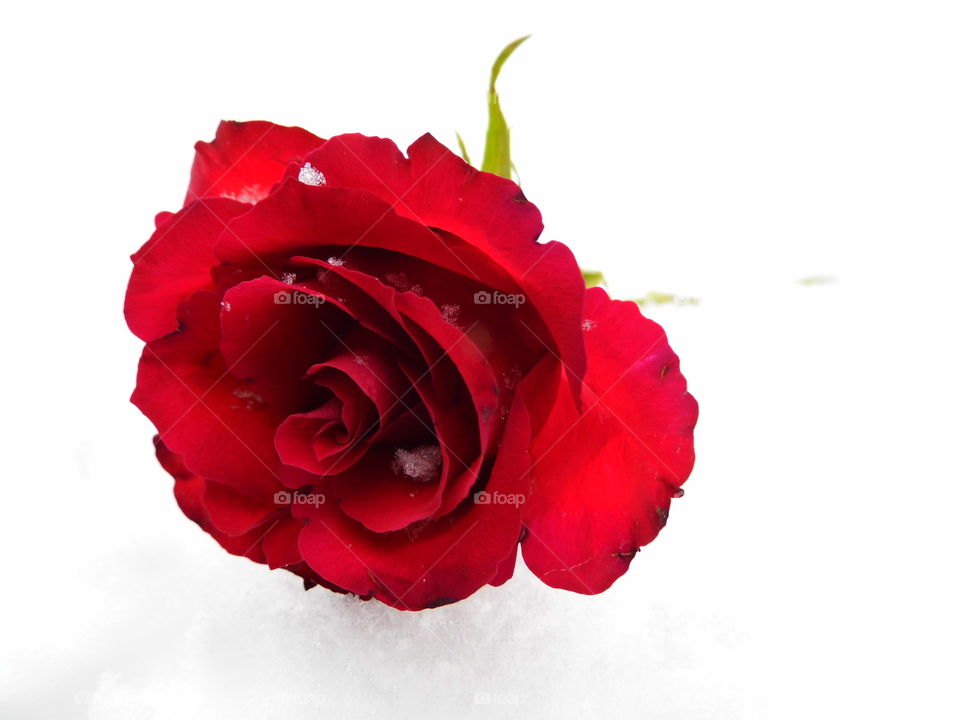 red rose flower on snow