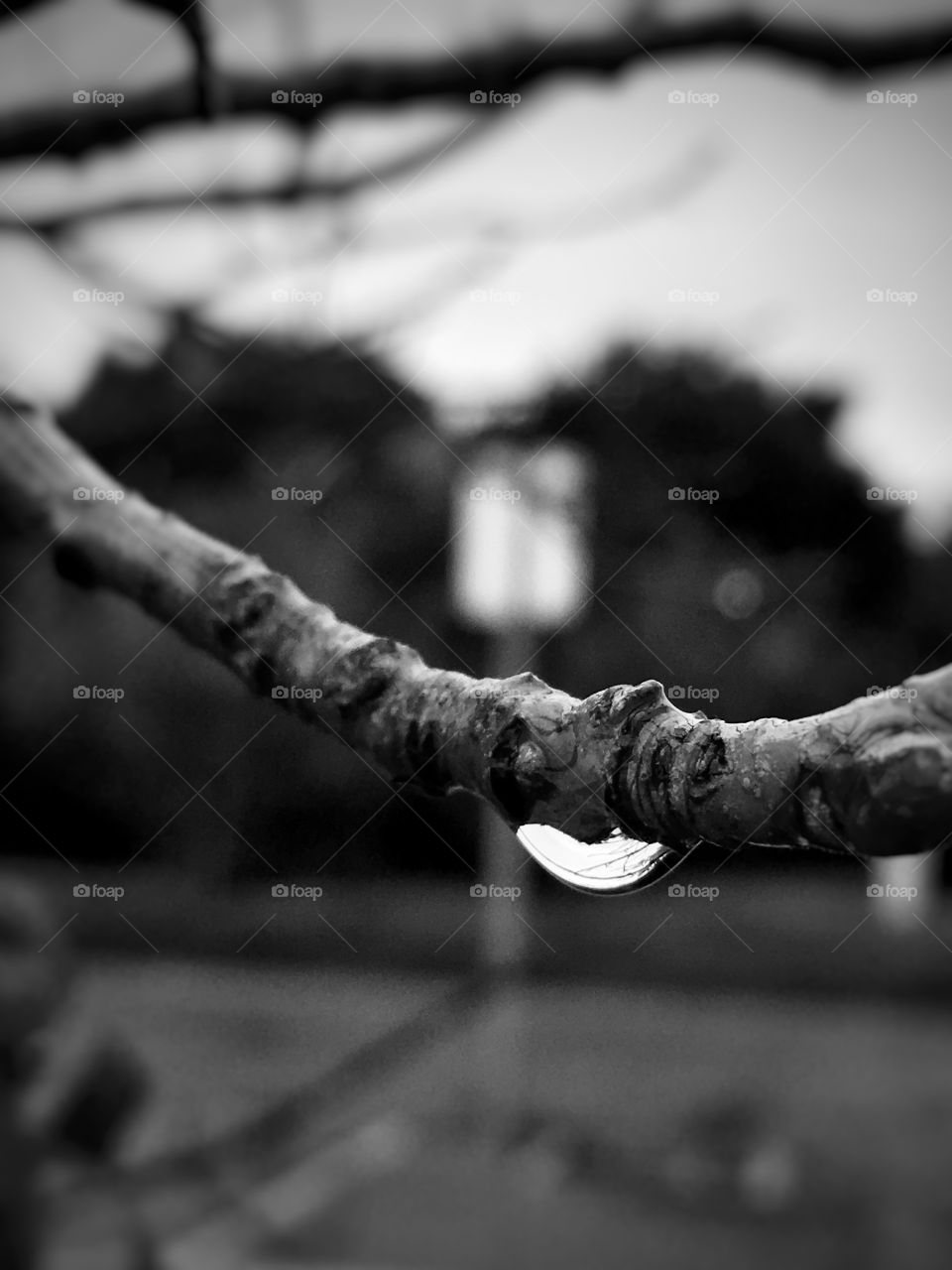 Raindrop on a branch