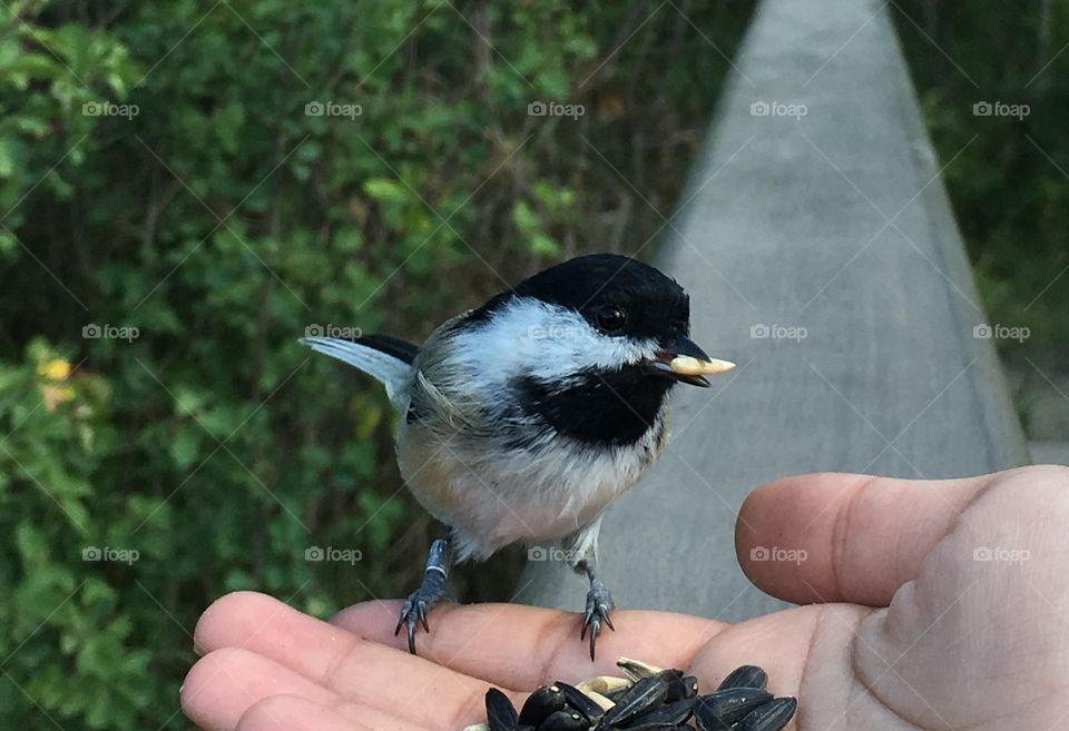 Bird, Outdoors, Nature, Wildlife, No Person