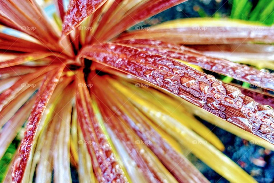Rain drops in garden