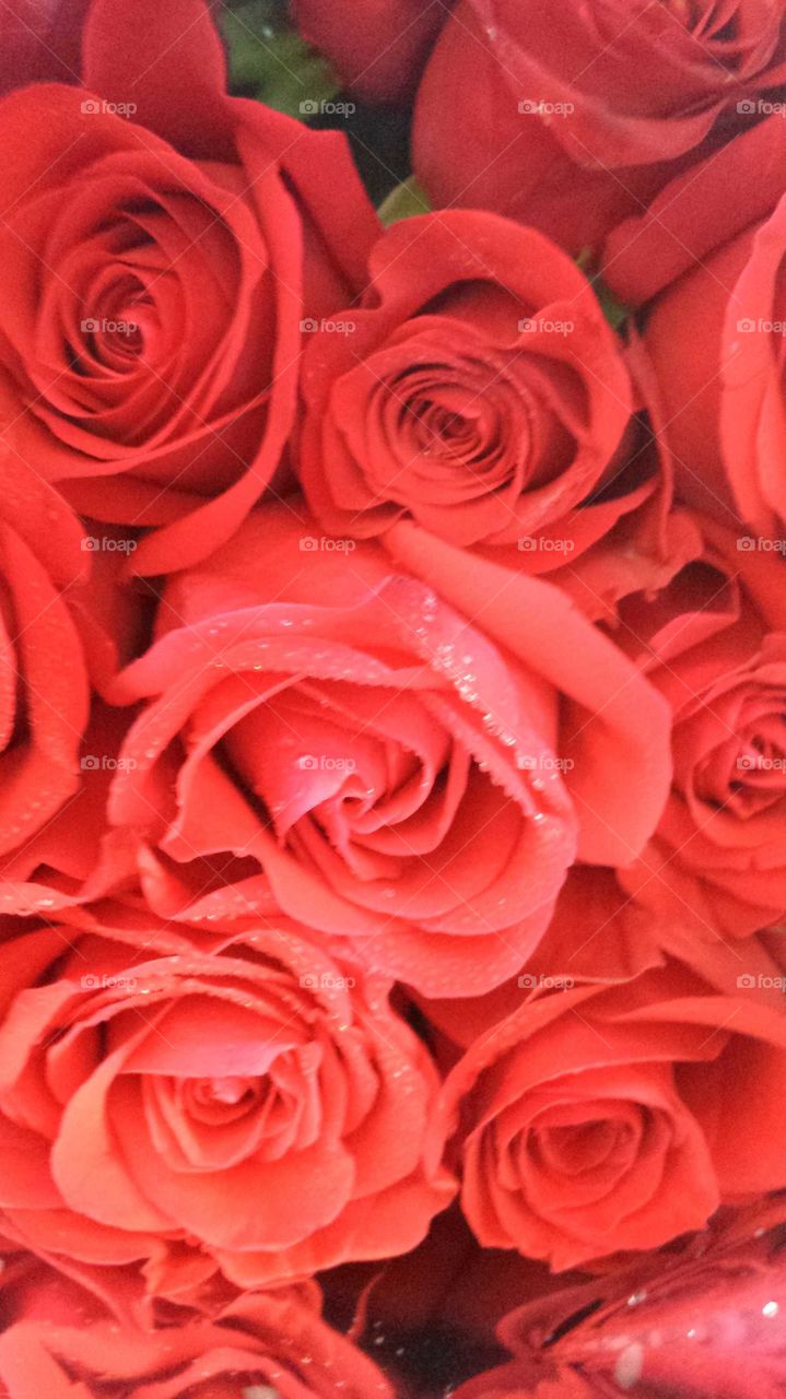 Rose, Petal, Love, Romance, Flower