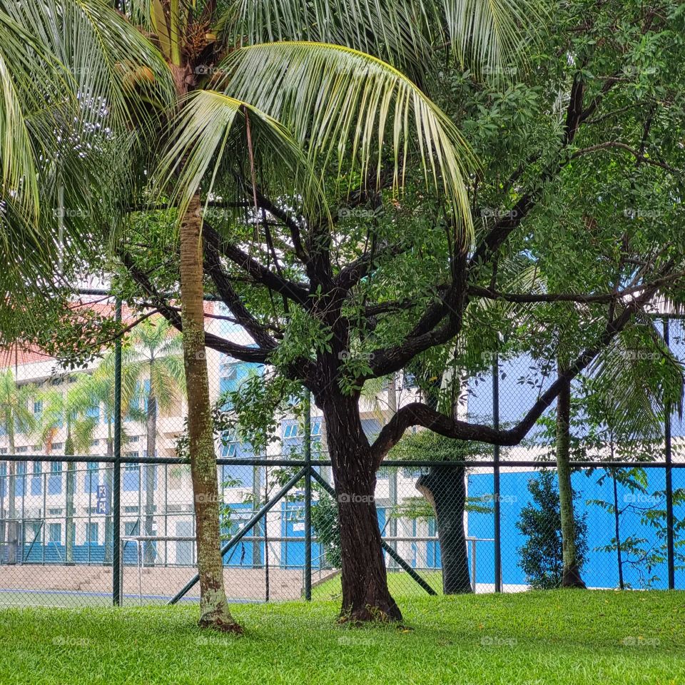 Tembusu Tree, Pasir Ris Drive 3, Singapore