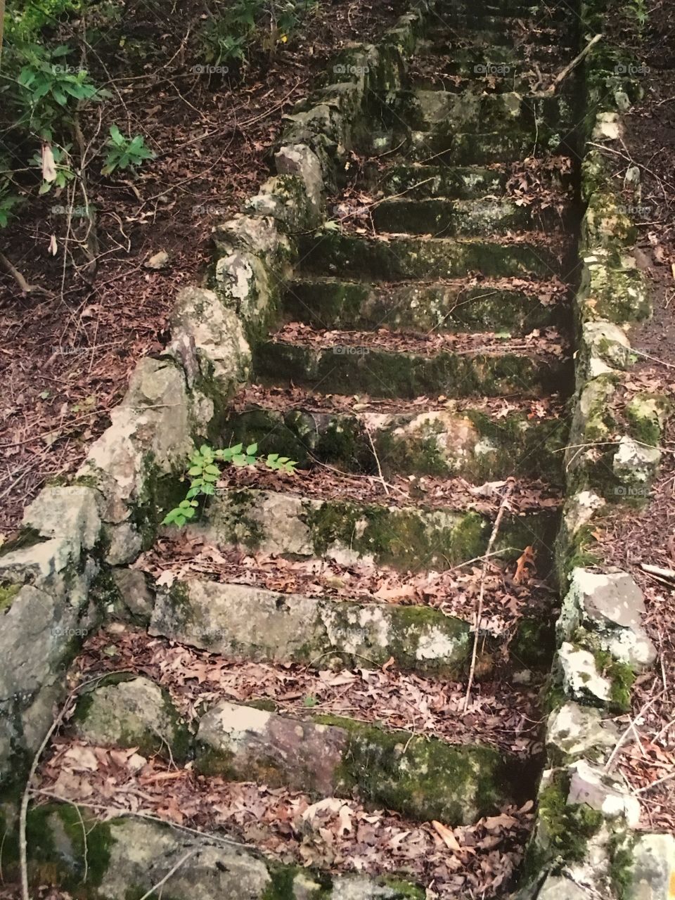 Mossy stone steps