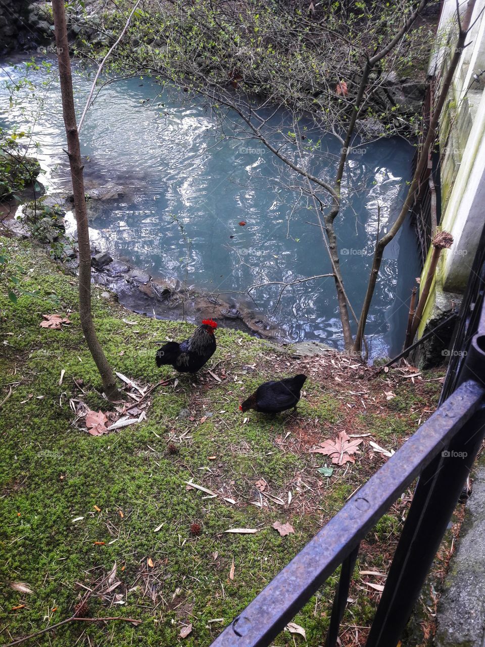 Bird, Nature, Wood, Outdoors, No Person