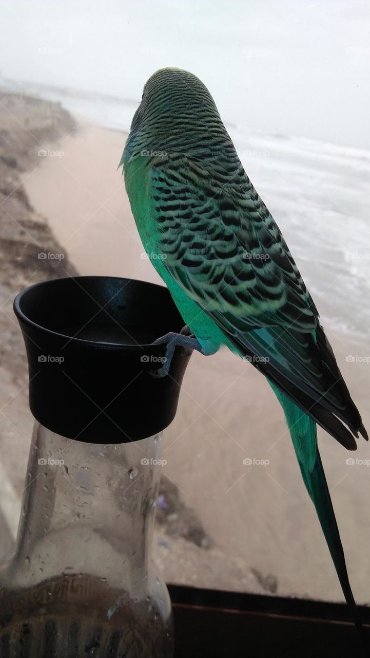 A parrot looks through a  window to the sea.