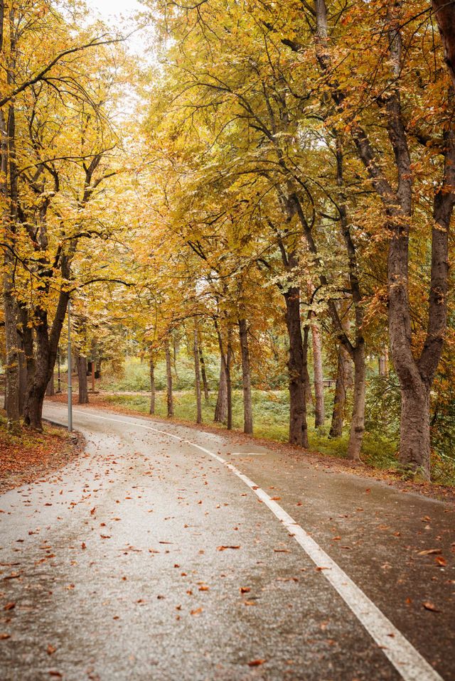 autumn road