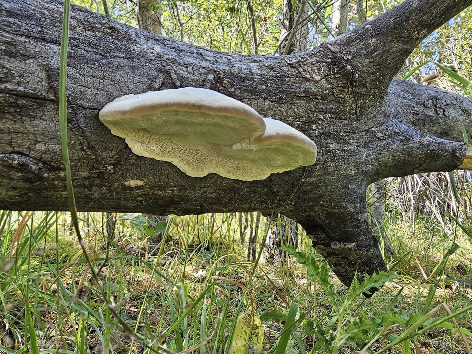 Backyard Mushrooms