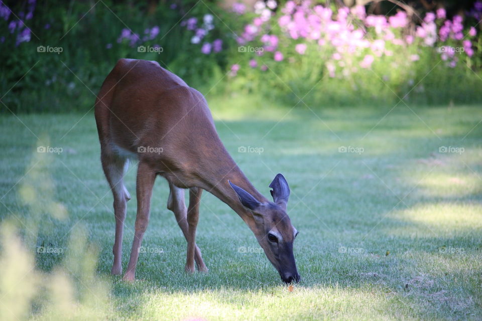 Grazing deer. A deer gently grazes in a grassy field