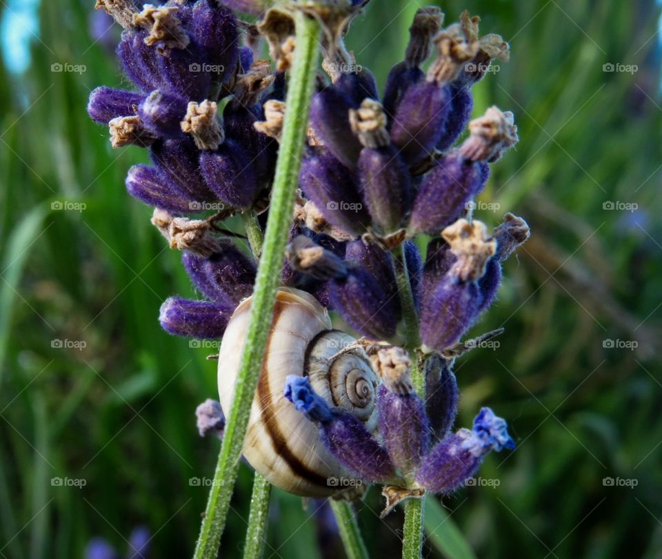 Snail on lavander