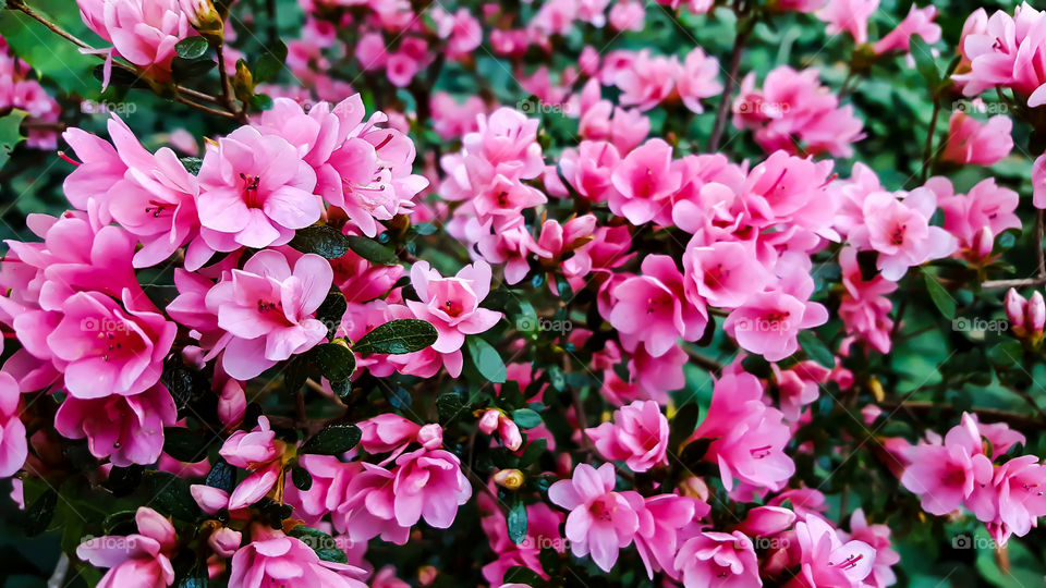 Antique azaleas resting peacefully among the trees at Hopeland Gardens.