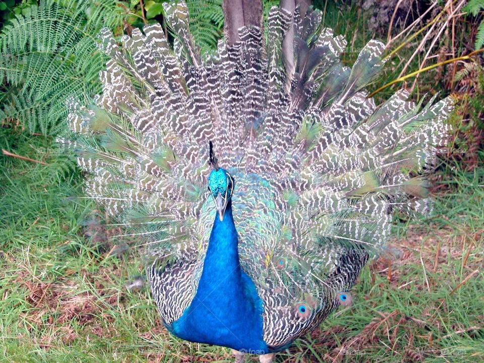 Peacock posing 