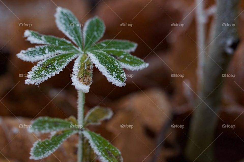 Frozen green leaves