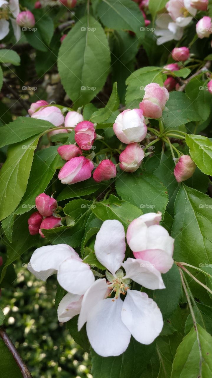 Apple blossum