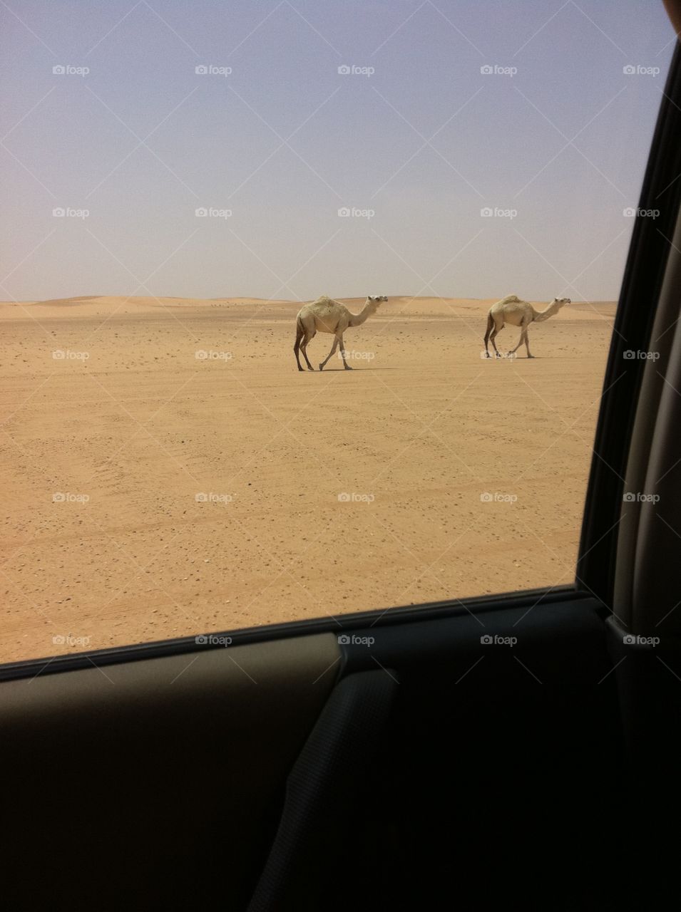 Seeing camels from the car