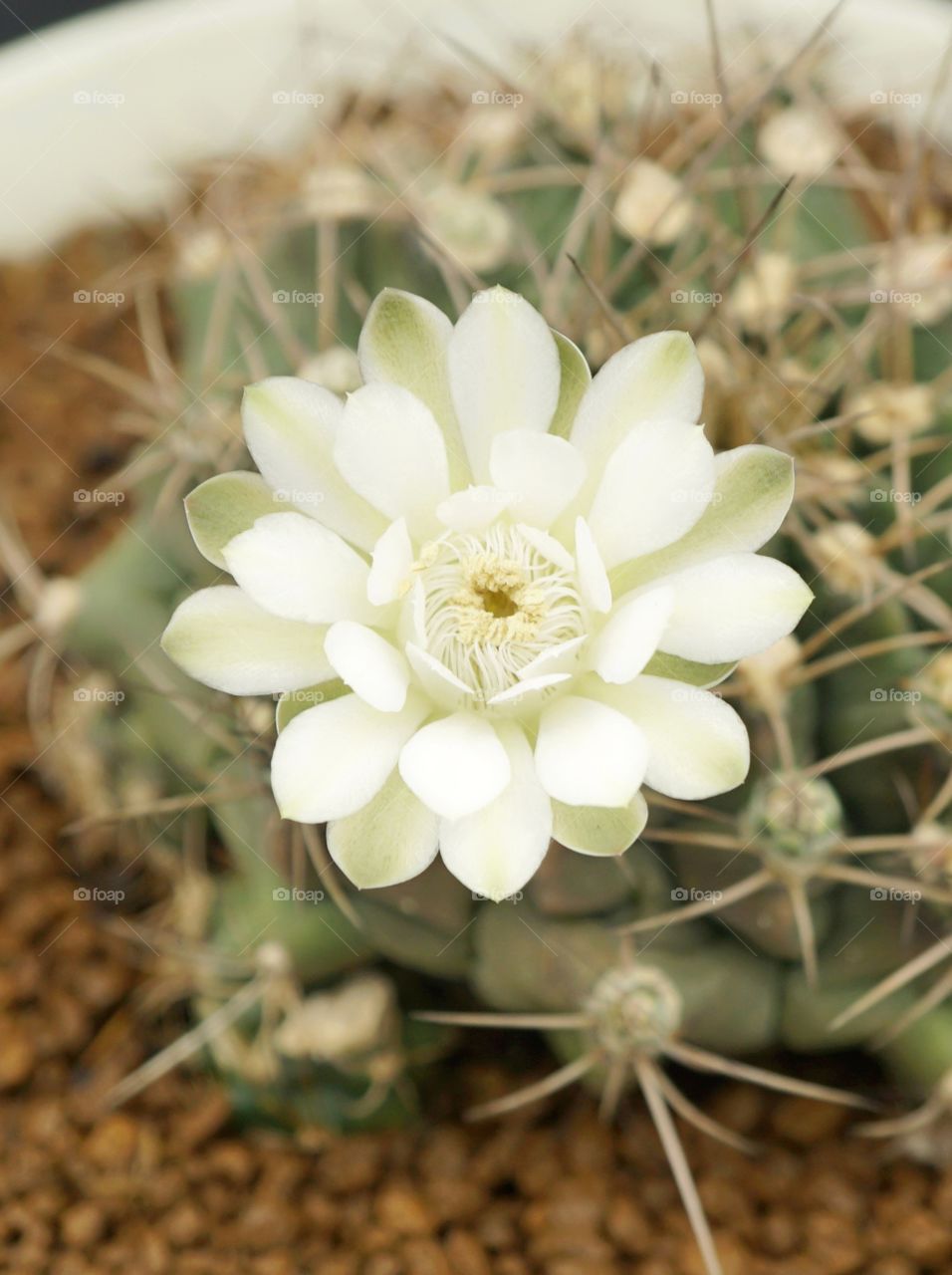 gymno cactus flower