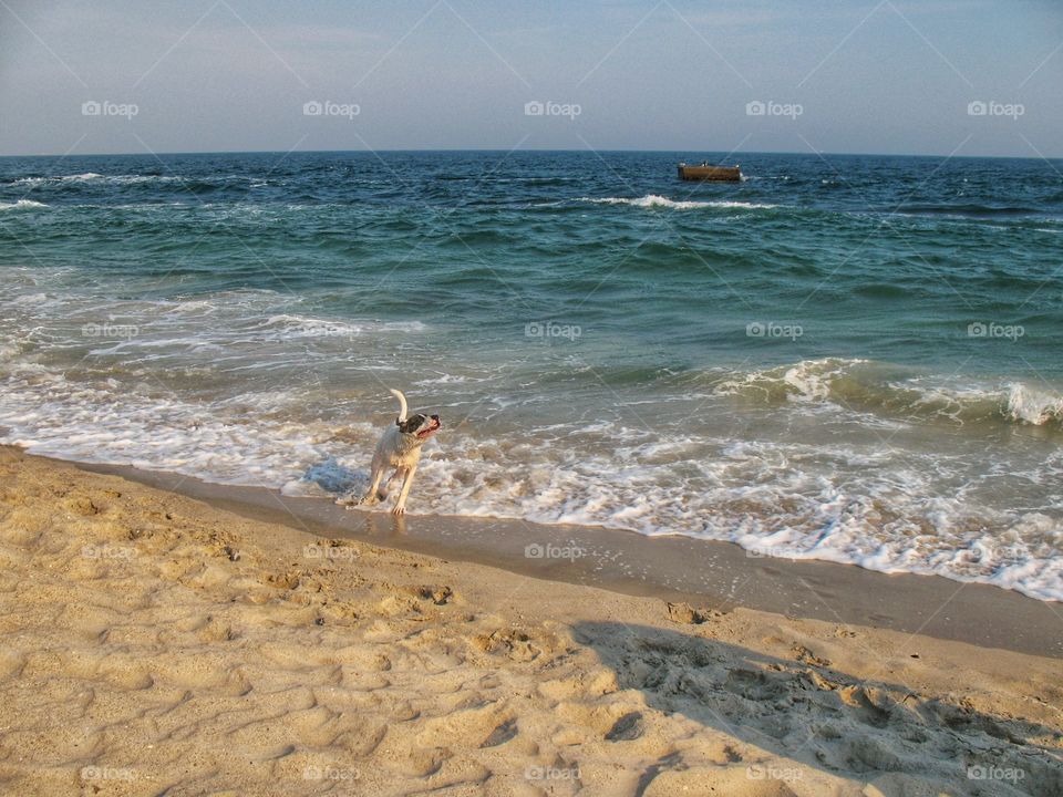 the dog by the sea собака у моря