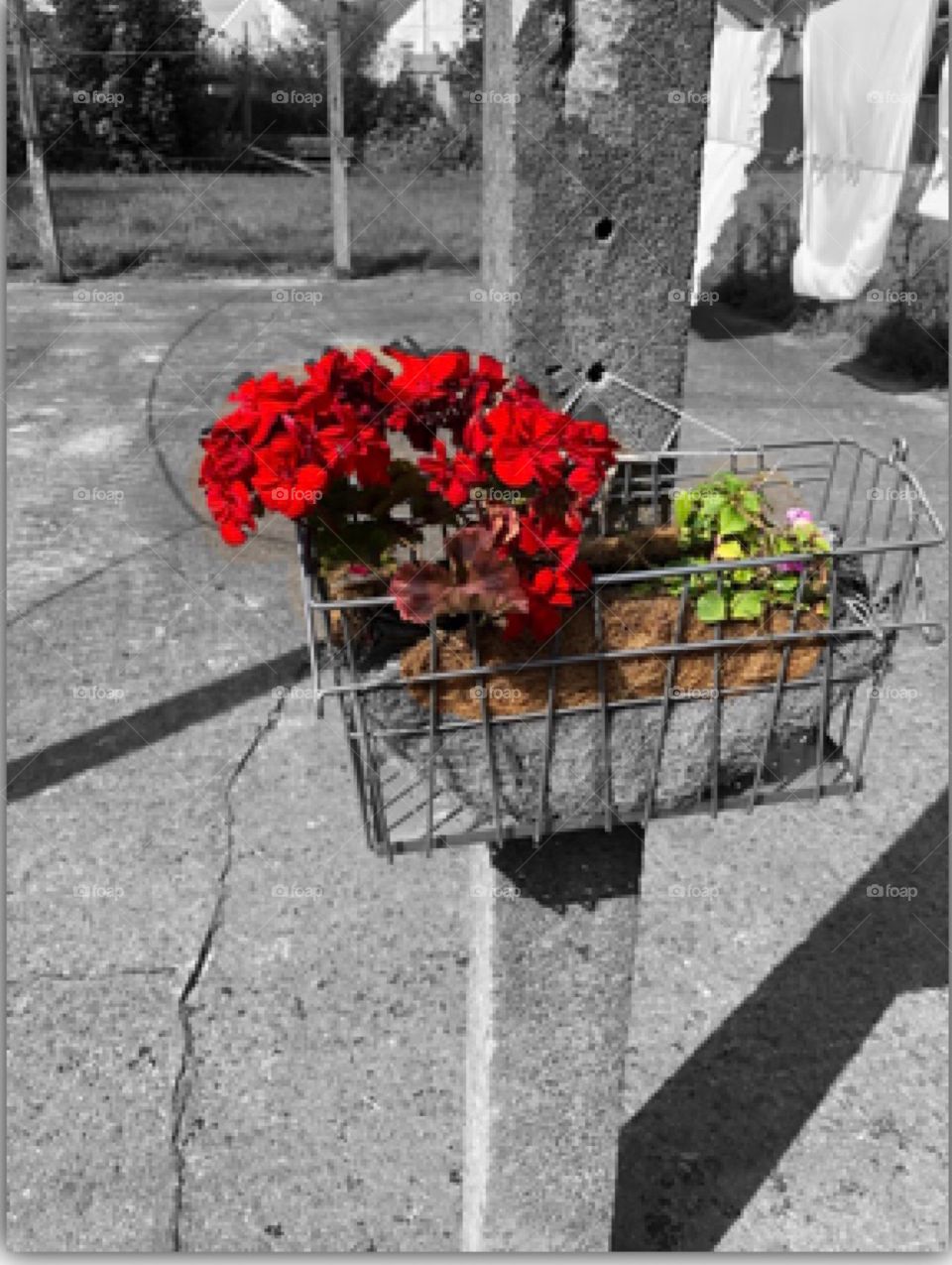 Flowers basket on line post 