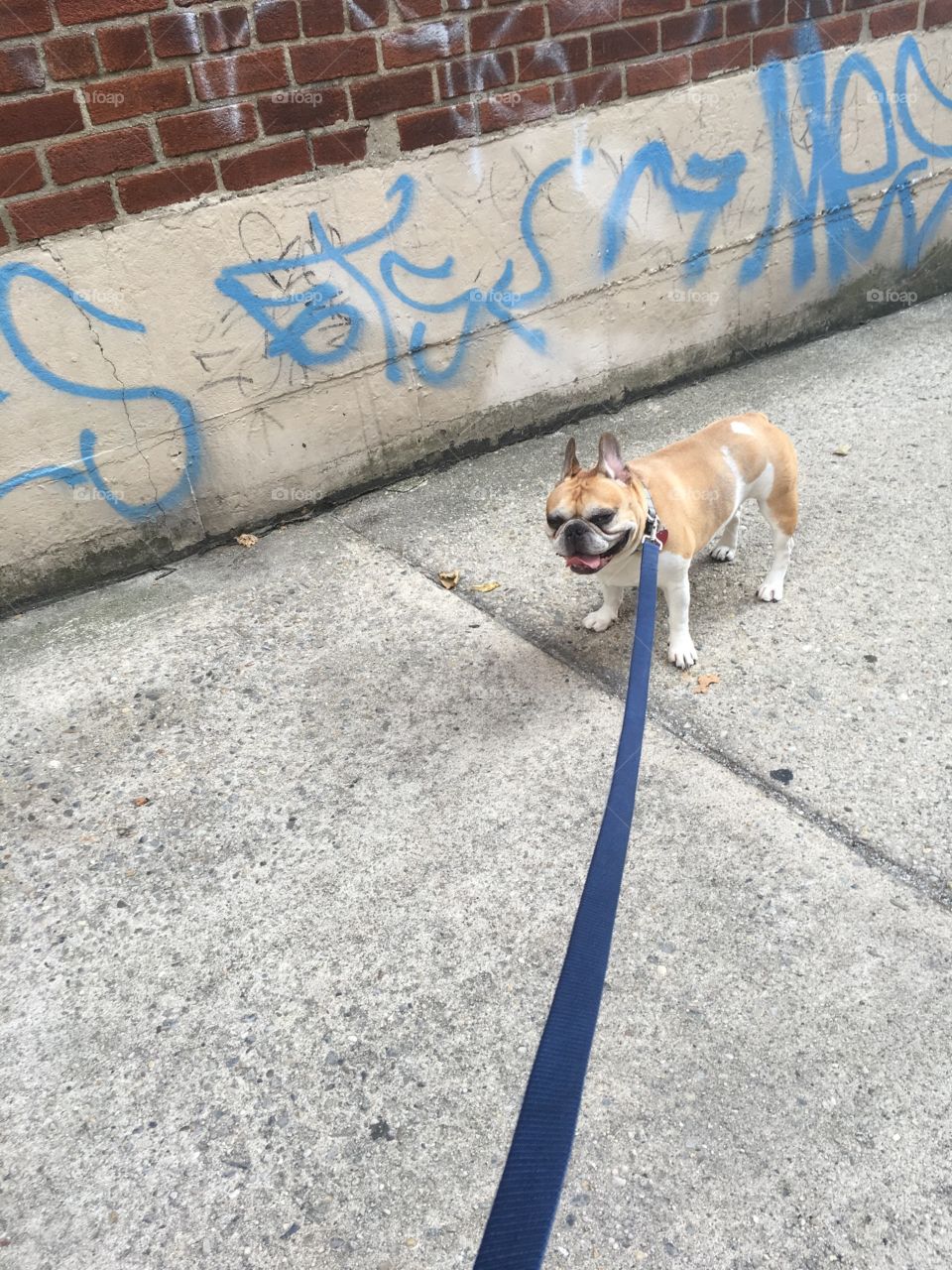 No Person, Street, Outdoors, Dog, Pavement