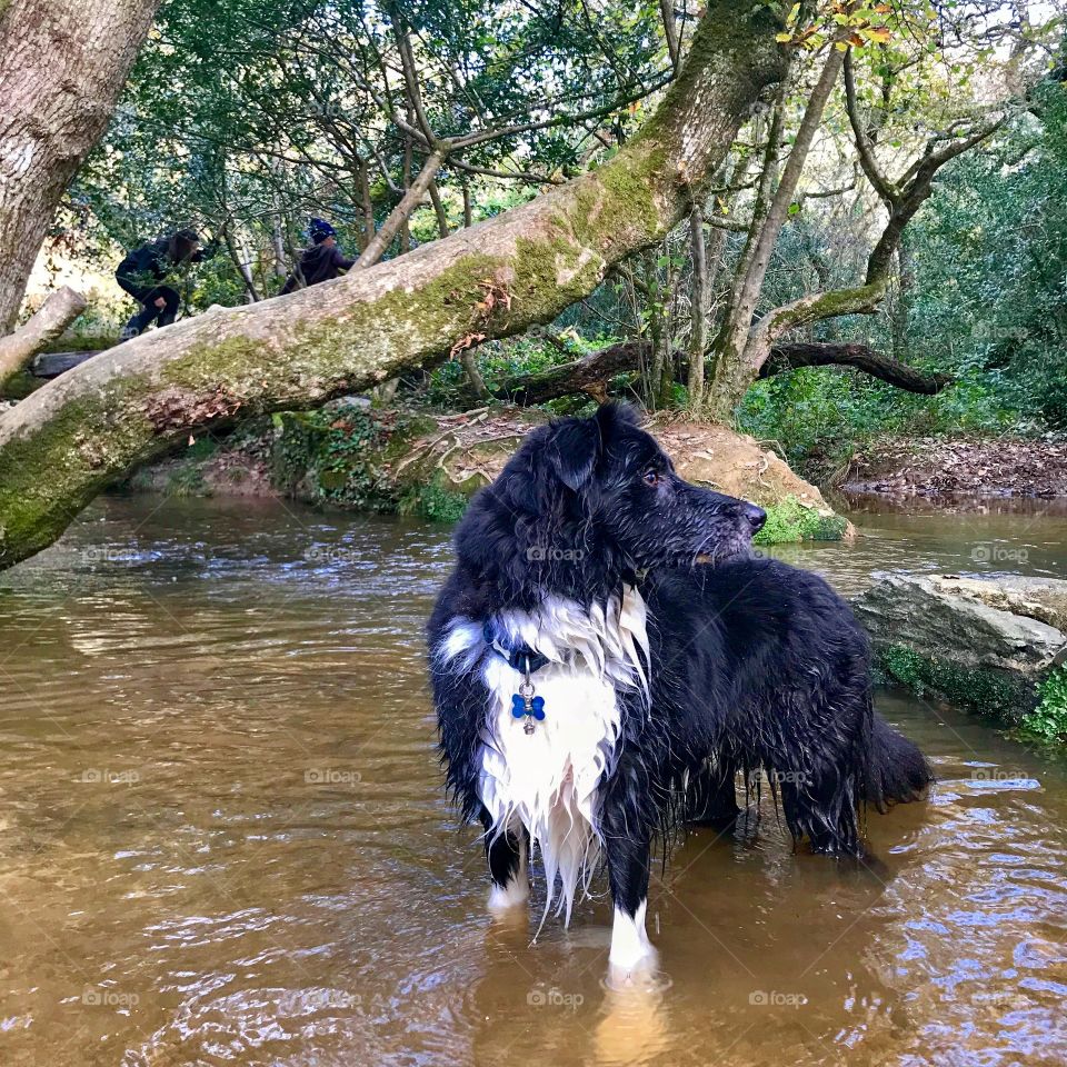 Border collie sheepdog in the woods