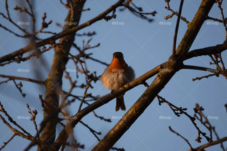 Beautiful Robin