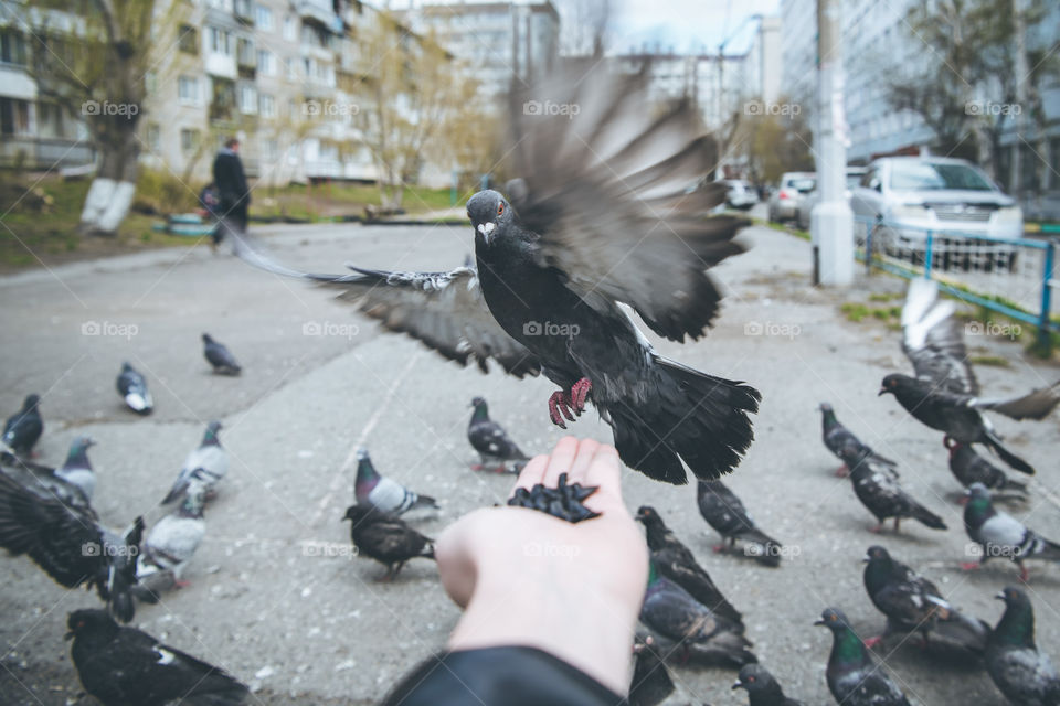 Feeding city doves