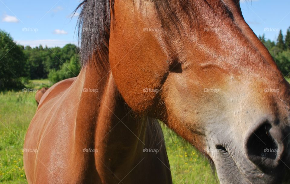 close up on horse