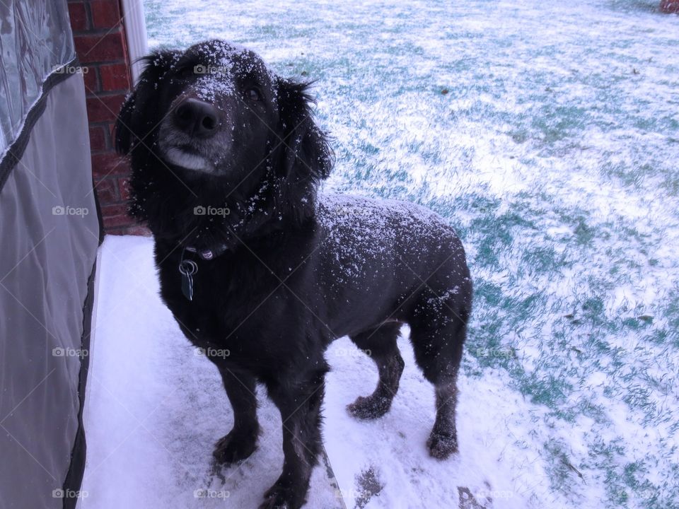 Dog in snow