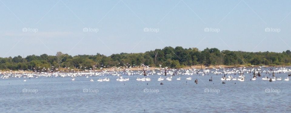 pelicans