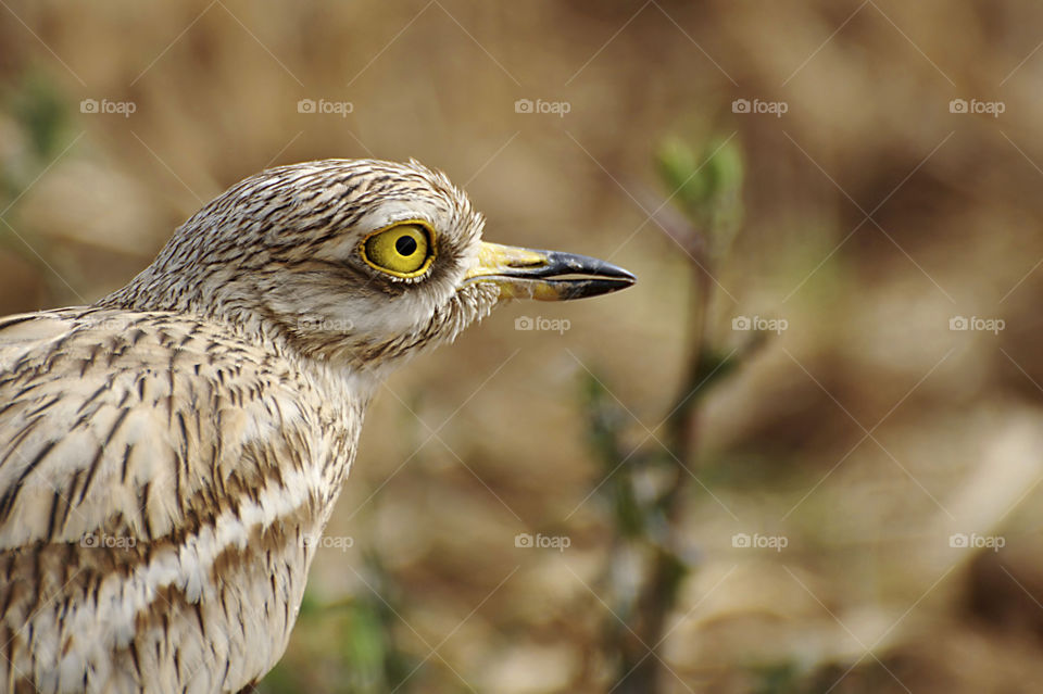 looking Bird