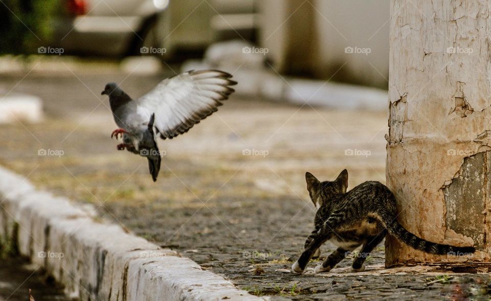 Gato persegue pássaro pelas ruas