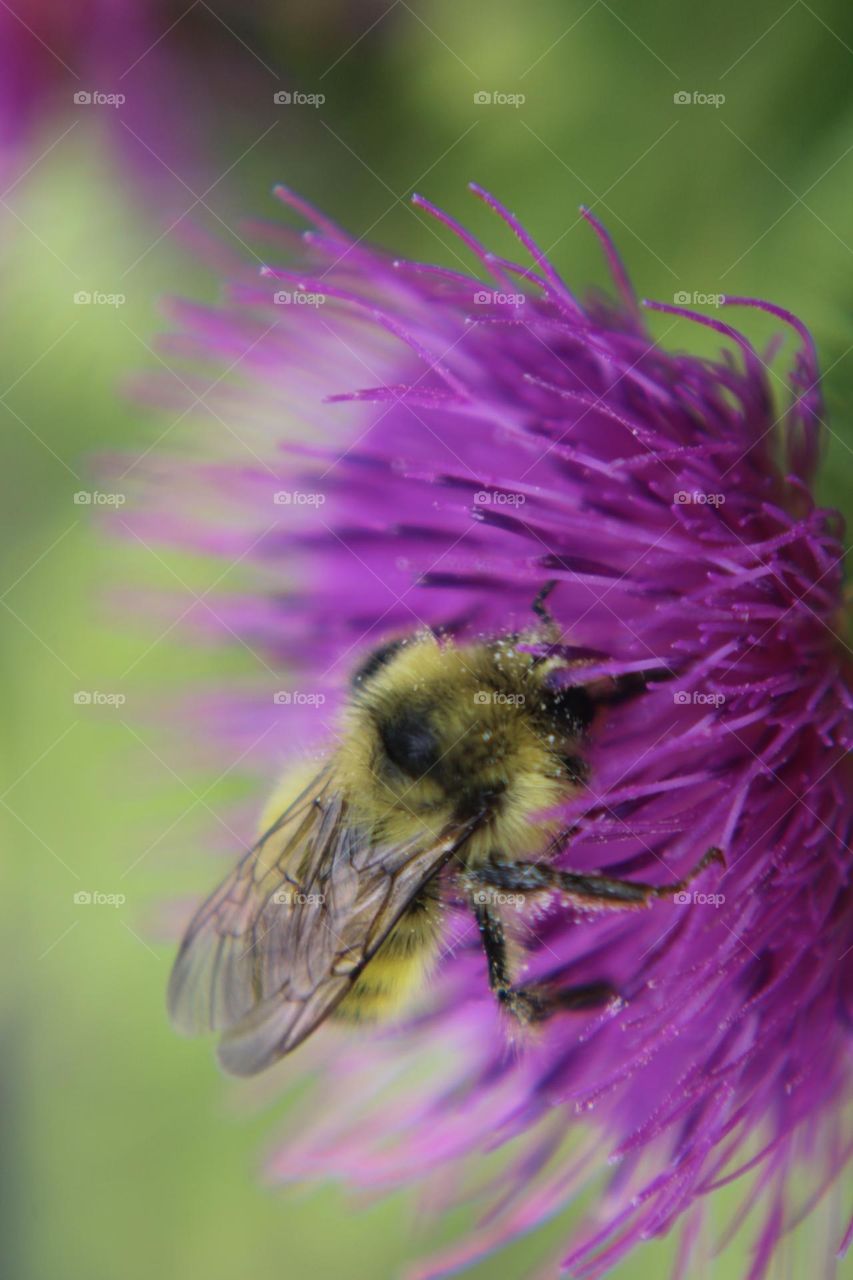 Bumblebee collecting pollen off a purple flower