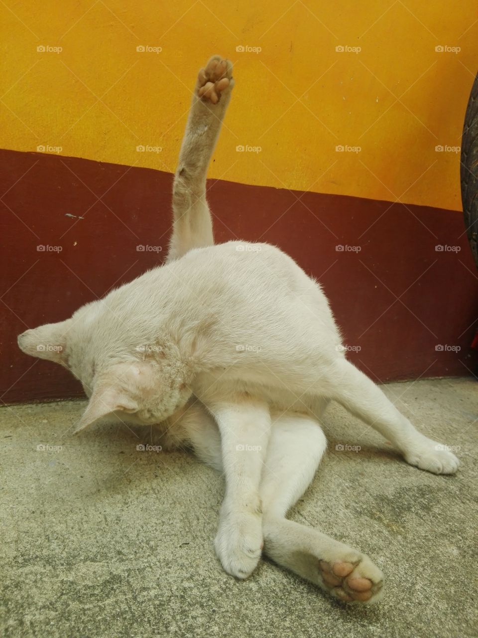 A cat cleaning its self up. Looks hilarious.