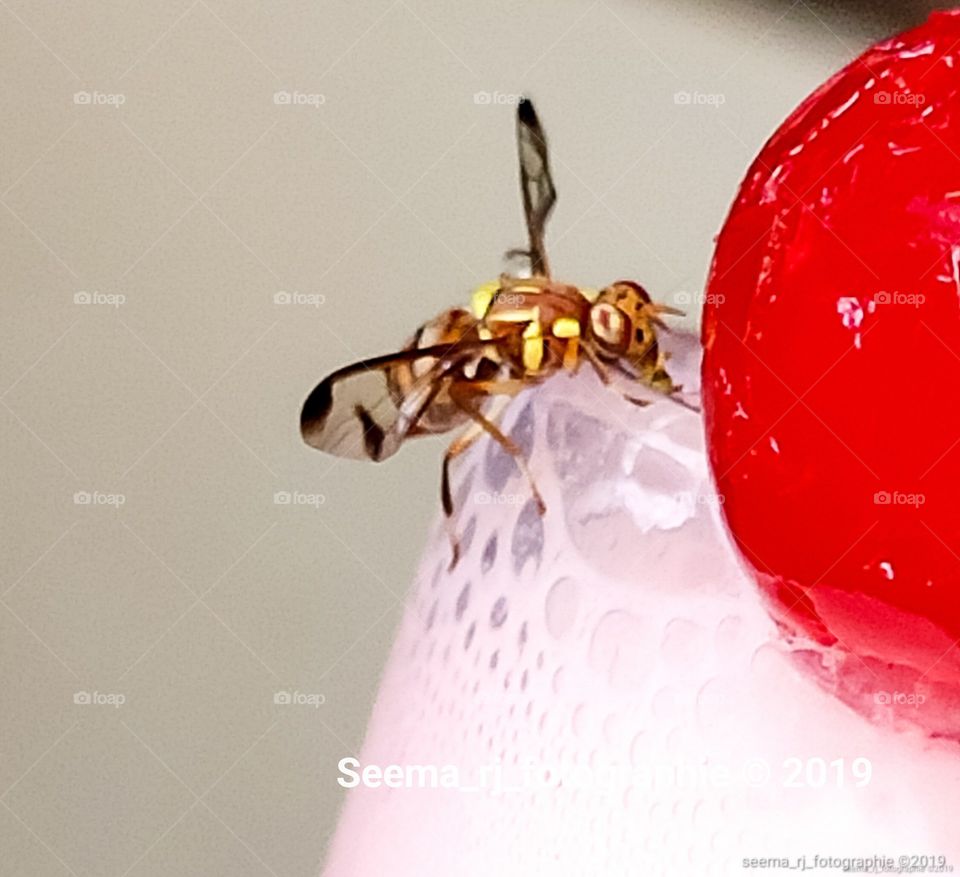 Uninvited Guest tasting the cherry