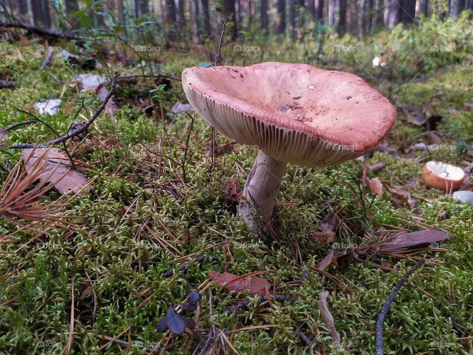 Mushroom