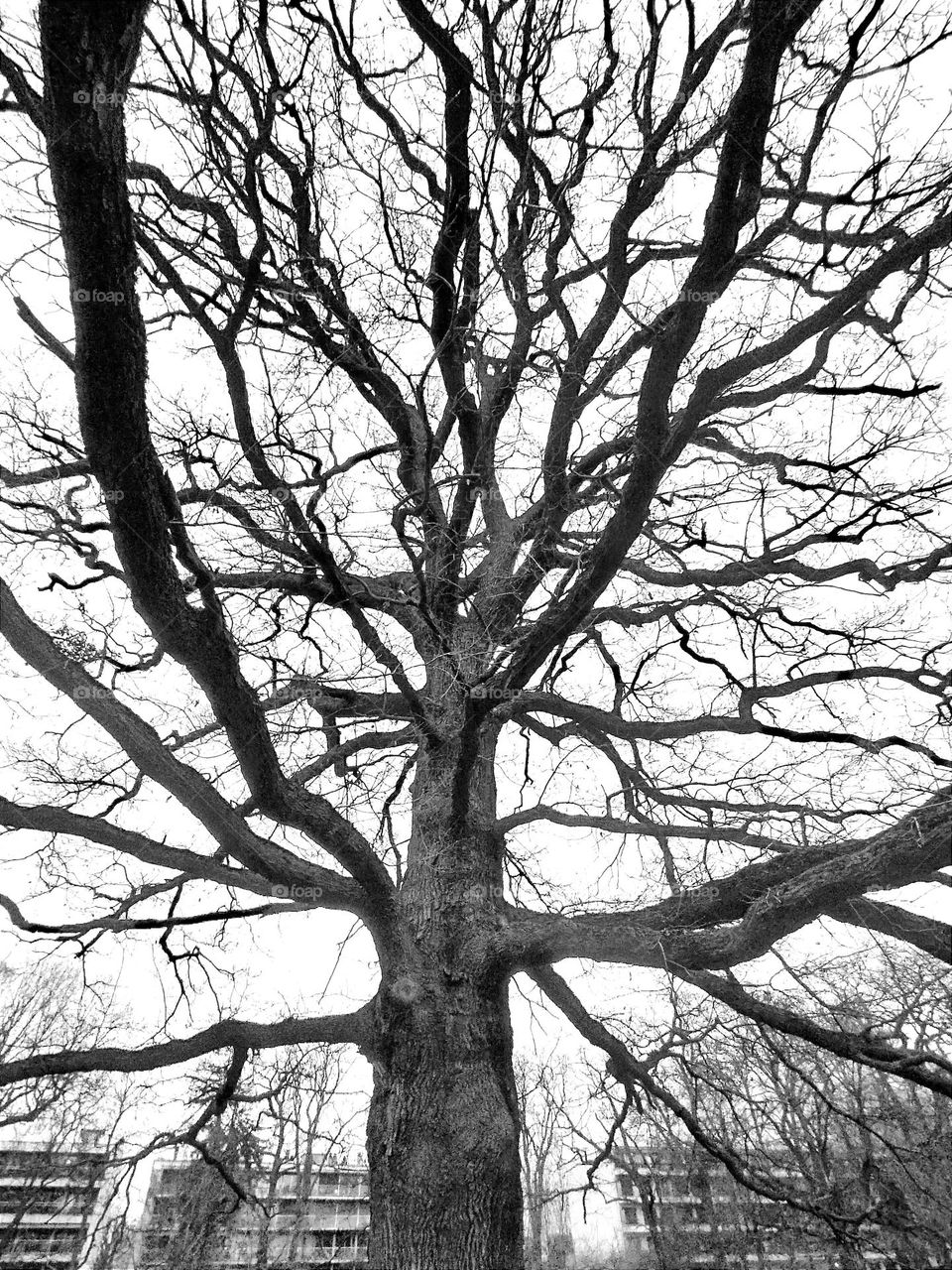 Black and white Tree