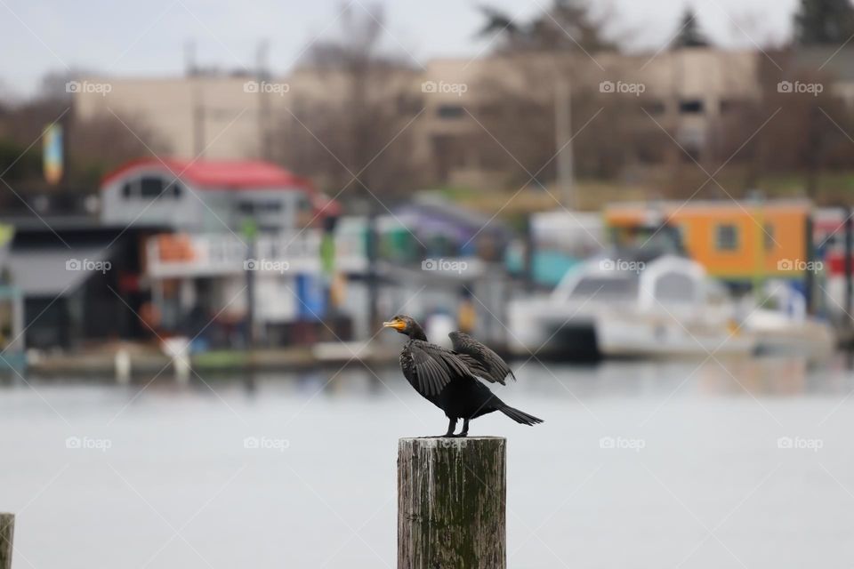 Cormorants 