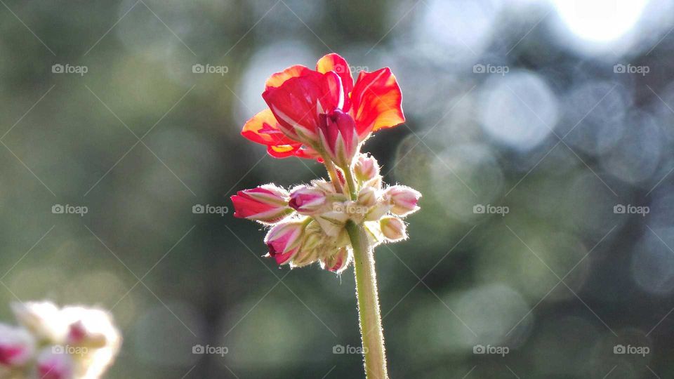 Close-up of red flower